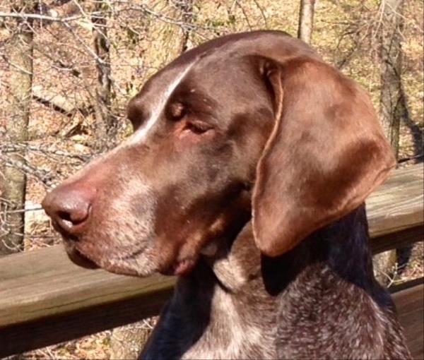 /Images/uploads/Southeast German Shorthaired Pointer Rescue/segspcalendarcontest2018/entries/9161thumb.jpg